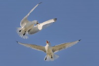 Racek triprsty - Rissa tridactyla - Black-legged Kittiwake 3317